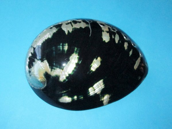Muschel Haliotis cracherrodii